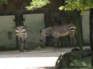 14) Etende zebra's