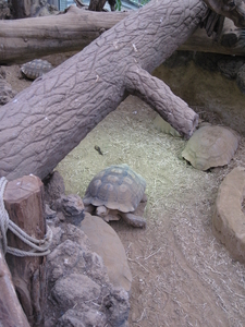 26) Bij de schildpadden