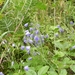 wilde campanula