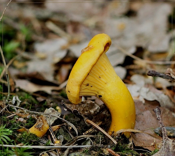 Hanenkam - Cantharellus cibarius IMG-0872