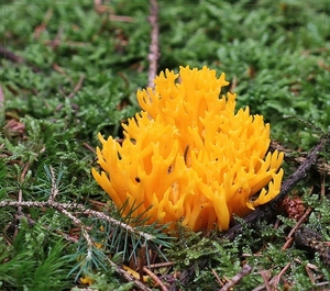 Kleverig Koraalzwam -  Calocera viscosa IMG-1278