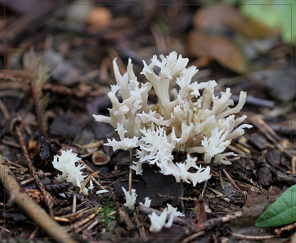 Witte koraalzwam - Clavulina coralloides IMG-1672