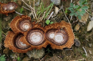 Echte tolzwam - Coltricia perennis  IMG-0887