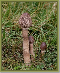 Grote parasolzwam - Macrolepiota procera IMG-1913