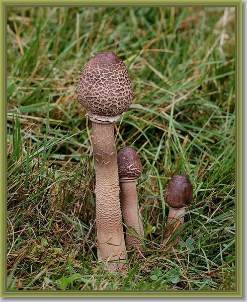 Grote parasolzwam - Macrolepiota procera IMG-1913