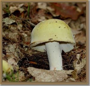 Paarsstelige pastelrussula - Russula violeipes  IMG-1177