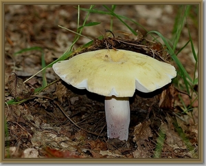 Paarsstelige pastelrussula - Russula violeipes  IMG-1178