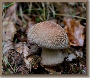 Parelamaniet - Amanita rubescens IMG_1783 1