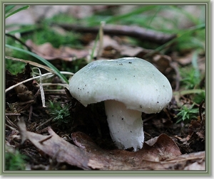 Regenboog  russula - Russula cyanoxantha  IMG-1822