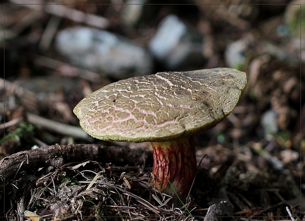 Sombere fluweelboleet  - Xerocomus porosporus IMG-1203