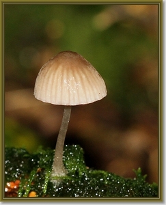 Mycena spec. IMG-0317