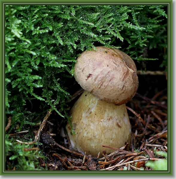 Vroeg Eekhoorntjesbrood - Boletus reticulatus  IMG-1291