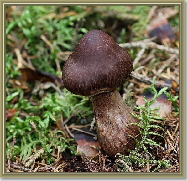 Kastanjeboleet - Boletus badius   IMG-0805