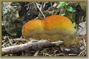 Dennenvoetzwam - Phaeolus schweinitzii IMG-0770