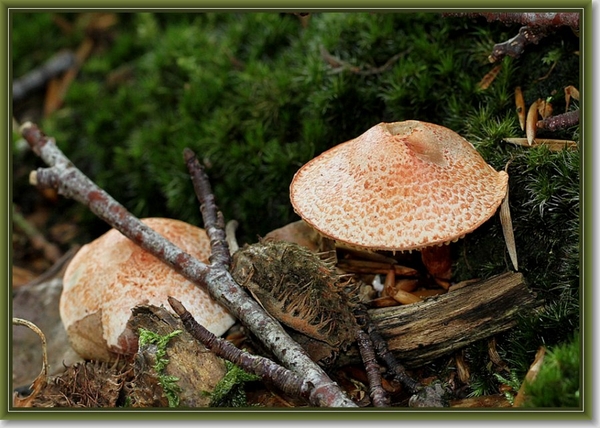 Gebundelde Champignonparasol - Leucoagaricus bresadolae IMG-0637