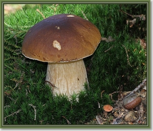 Gewoon Eekhoorntjesbrood - Boletus edulis IMG-0310