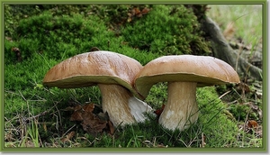 Gewoon Eekhoorntjesbrood - Boletus edulis IMG-0529