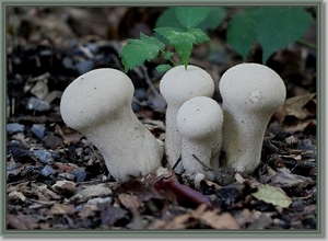 Plooivoetstuifzwam - Calvatia excipuliformis IMG-0100