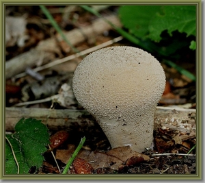 Plooivoetstuifzwam - Calvatia excipuliformis IMG-0340