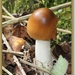 Roodbruine - slanke amaniet - Amanita fulva IMG-0277