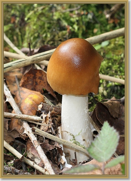 Roodbruine - slanke amaniet - Amanita fulva IMG-0277