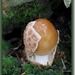 Roodbruine slanke amaniet - Amanita fulva IMG-0142