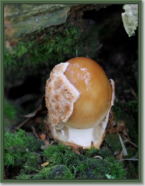 Roodbruine slanke amaniet - Amanita fulva IMG-0142