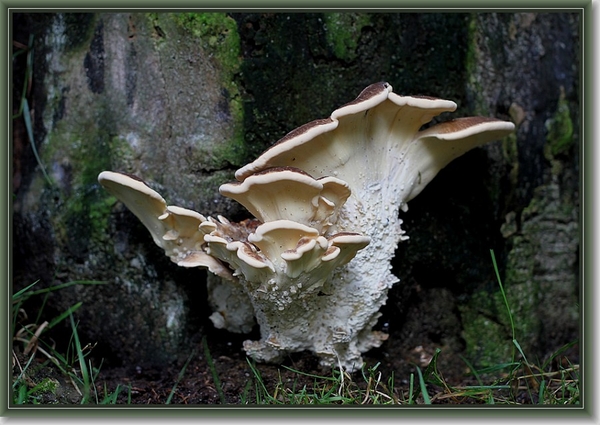 Reuzenzwam - Meripilus giganteus IMG-0126