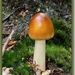 Roodbruine slanke amaniet - Amanita fulva IMG-0423