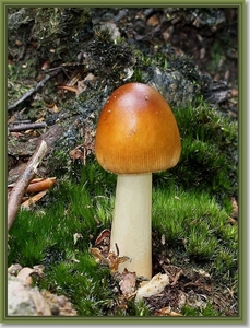 Roodbruine slanke amaniet - Amanita fulva IMG-0423