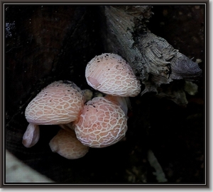 Zalmzwam - Rhodotus palmatus IMG-0192