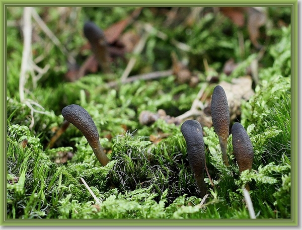 Zwarte Truffelknotszwam - Cordyceps ophioglossoides IMG-0546