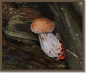 Zalmzwam - Rhodotus palmatus IMG-0286