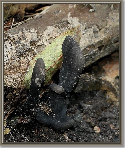 Houtknotszwam - Xylaria polymorpha IMG-0013