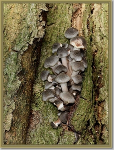 Echte honingzwam - Armillaria mellea (2)