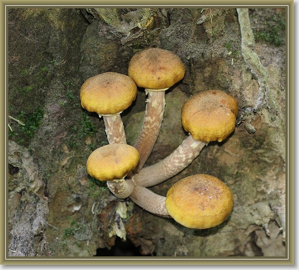 Echte honingzwam - Armillaria mellea (3)