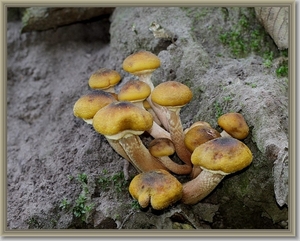 Echte honingzwam - Armillaria mellea (4)