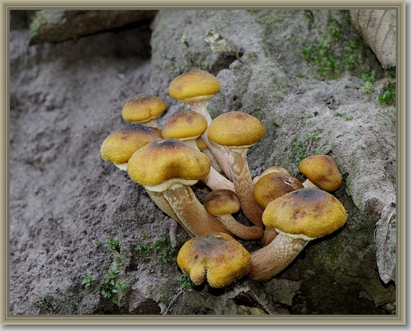 Echte honingzwam - Armillaria mellea (4)