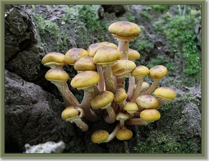 Echte honingzwam - Armillaria mellea (5)