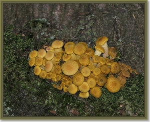 Echte honingzwam - Armillaria mellea