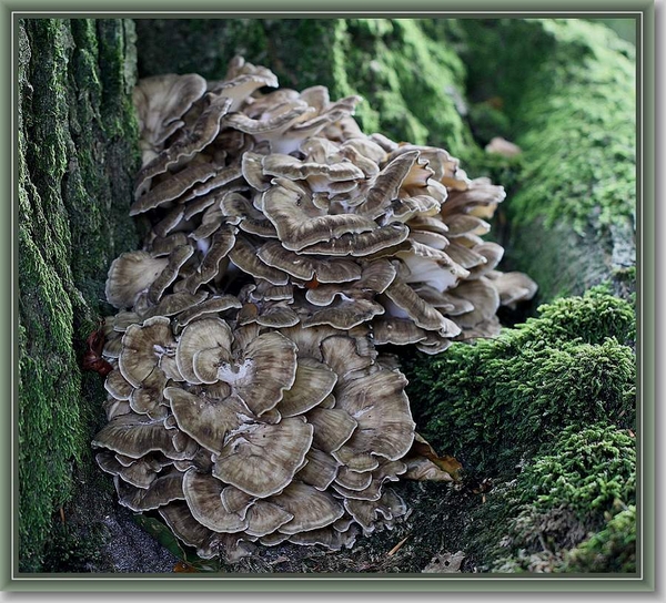 Eikhaas - Grifola frondosa (3)