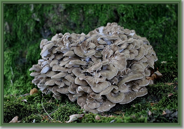 Eikhaas - Grifola frondosa (6)