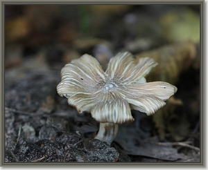 Geelbruine spleetvezelkop - Inocybe rimosa (2)