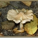 Geelbruine spleetvezelkop - Inocybe rimosa (3)