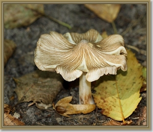 Geelbruine spleetvezelkop - Inocybe rimosa (3)