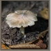 Geelbruine spleetvezelkop - Inocybe rimosa