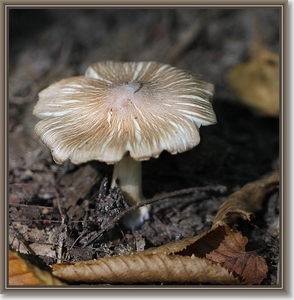 Geelbruine spleetvezelkop - Inocybe rimosa