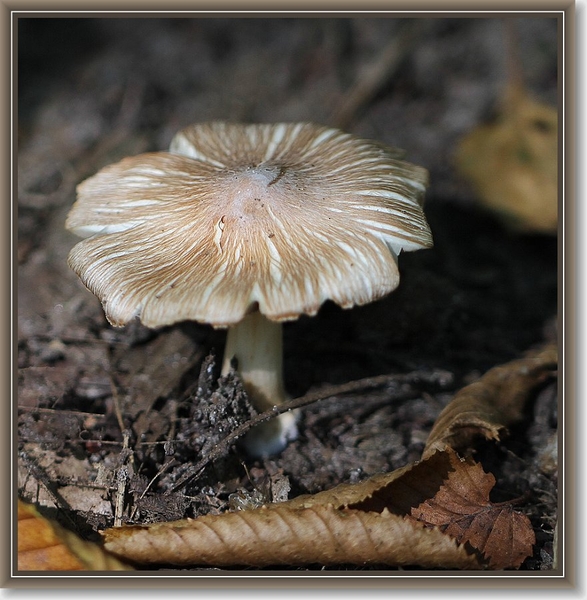 Geelbruine spleetvezelkop - Inocybe rimosa