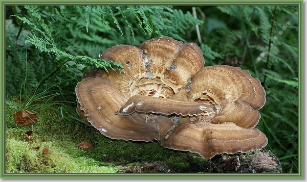 Reuzenzwam - Meripilus giganteus (3)