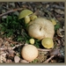 Kostgangerboleet - Pseudoboletus parasiticus